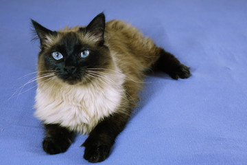 Beautiful cat on a blue background.