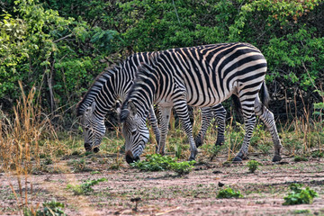 Grant's zebra, Equus quagga boehmi, in the South Luangwa National Park, Zambia