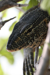 Common Nile Monitor, Varanus niloticus, Victoria falls, Zimbabwe