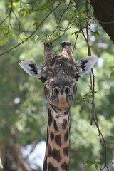 Portrait of male Baringo Giraffes, Giraffa camelopardalis Rothschildi, in South Luangwa National Park, Zambia