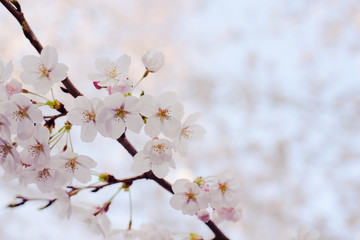 Obraz premium Cherry blossom in the clear sky