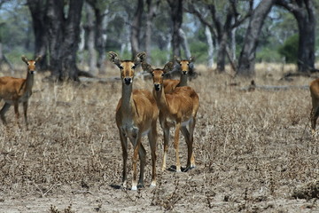 Southern lechwe, Kobus leche, South Luangwa National Park, Zambia