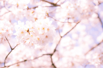 Cherry blossom in the clear sky