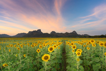 Fototapeta premium Twilight sky Sunflower field