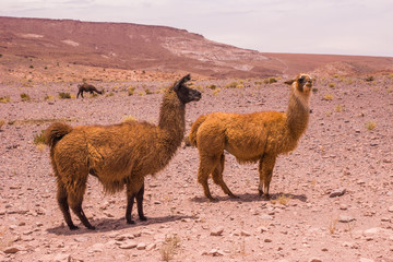 lama dans désert