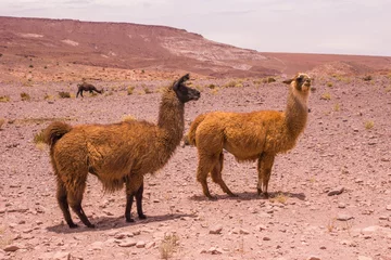 Acrylic prints Lama lama dans désert
