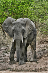 Fototapeta na wymiar African elephant, Loxodonta africana, in the South Luangwa National Park, Zambia