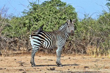 Fototapeta na wymiar Stallion Grant's zebra, Equus quagga boehmi, in the South Luangwa National Park, Zambia
