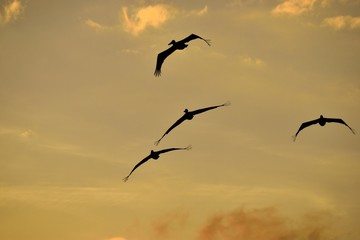Pelican flying at sunset Florida, USA