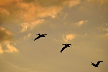 Pelican flying at sunset Florida, USA