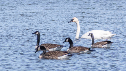 Swans are swimming in a lake in early spring at Minnesota