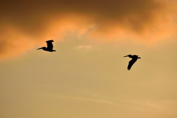 Fototapeta na wymiar Pelican flying at sunset Florida, USA