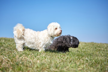 Black and white havanese dog in the gras of the meadows in the sun looking