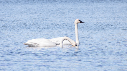 Swans are swimming in a lake in early spring at Minnesota