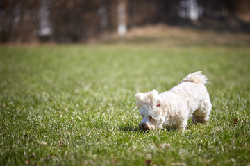Naklejka na ściany i meble White havanese dog playing in the meadows grass field park