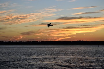 Fototapeta na wymiar Pelican flying over the water at sunset