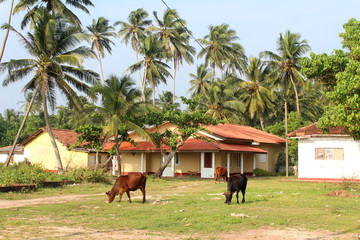 Fototapeta na wymiar City view of Hikkaduwa, Sri Lanka