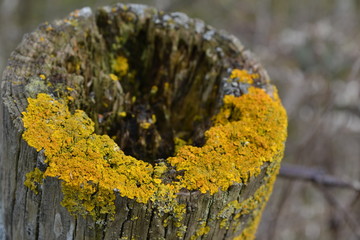 Yellow moss on wooden poll close up