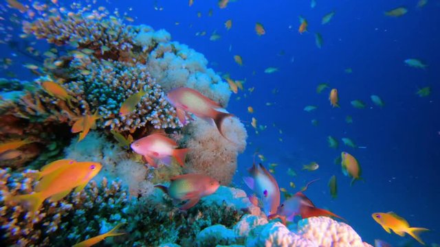 Tropical Colorful Underwater Seascape. Picture of colorful scalefin anthias fish (Pseudanthias squamipinnis) and corals in the tropical reef of the Red Sea Dahab Egypt.