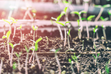 Sprouted sprouts from the soil