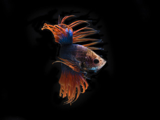Fototapeta premium Beautiful siamese fighting fish on black background