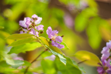Queen's crape myrtle flower