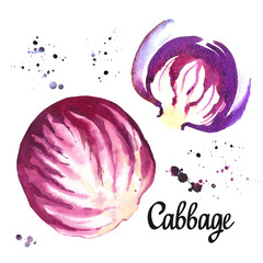 Watercolor purple cabbage. Provencal style. Simple painting sketch of organic food. Veggie menu.