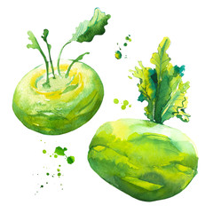 Watercolor green kohlrabi cabbage. Provencal style. Simple painting sketch of organic food. Veggie...