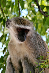 Vervet Monkey, Cercopithecus aethiops, in Victoria falls, Zambia