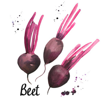Watercolor beets. Provencal style. Simple painting sketch of organic food. Fresh vegetables.