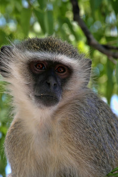 Vervet Monkey, Cercopithecus aethiops, in Victoria falls, Zambia