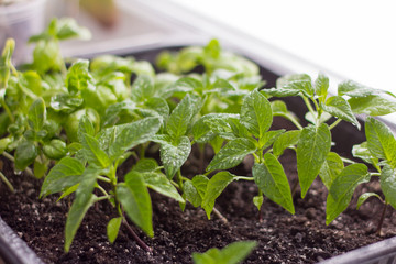 seedlings, grown peppers and Basil on the windowsill