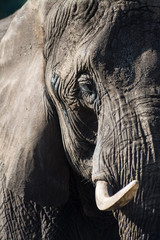 Nahaufnahme Elefant