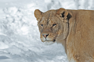 a lion on a snowy background
