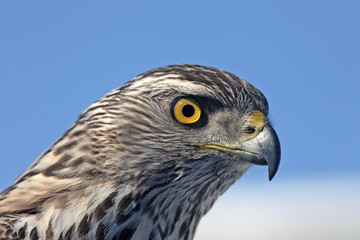 the predatory look of a hawk