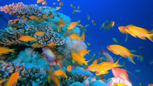 Underwater Colorful Fishes. Picture of colorful scalefin anthias fish (Pseudanthias squamipinnis) and corals in the tropical reef of the Red Sea Dahab Egypt.