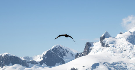 South polar skua in flight over the beautiful Neumayer Channel, Antarctica