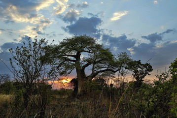 Sunset over Baobab, Zambia
