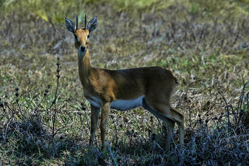 Male Steenbok, Raphicerus campestris, South Luangwa, Zambia
