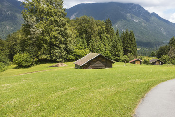 Summer Meadow In Grainau, Germany