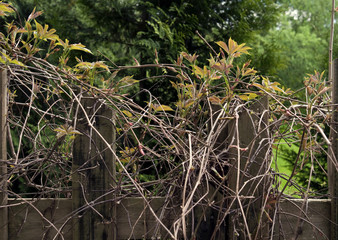 Fences: Wooden fence with climber plant in springtime