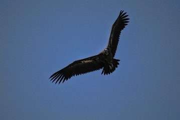 Flying White-backed vulture, Gyps africanus, Gorongosa National Park, Mozambique