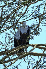 Couple African Fish Eagle, Haliaeetus vocifer, Gorongosa National Park, Mozambique