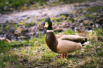 duck
