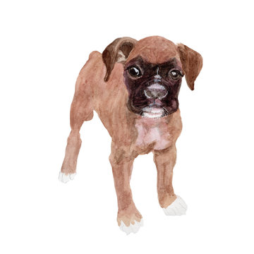 Boxer ,Dog Watercolor painting. Watercolor hand painted cute animal illustrations.