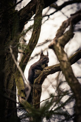 squirrel
