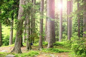 scena vista all'interno della foresta