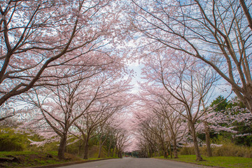 ・桜・桜並木・道路