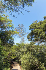 Empty Wooden Boardwalk Leading Through Green Wetland Vegetation