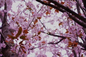浜離宮庭園の春